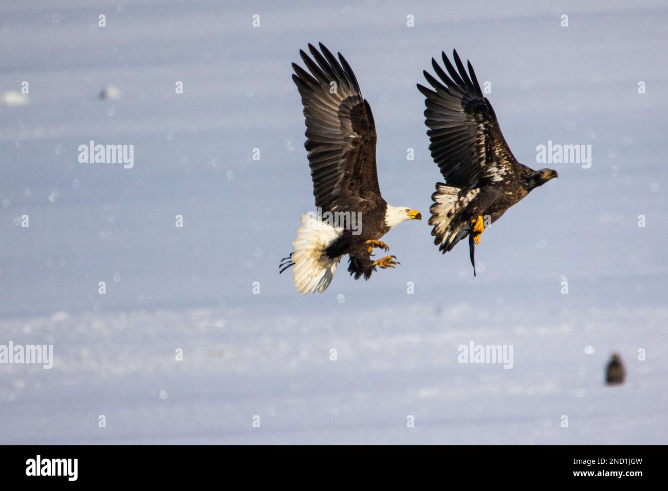 Deux aigles de mer volant au-dessus de la mer bleue Banque D'Images