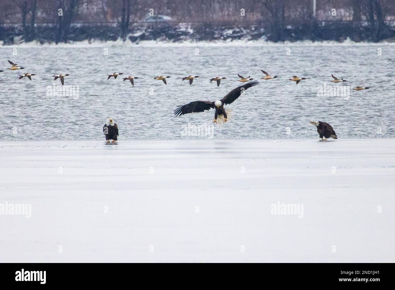 Trois aigles de mer près de la mer bleue Banque D'Images