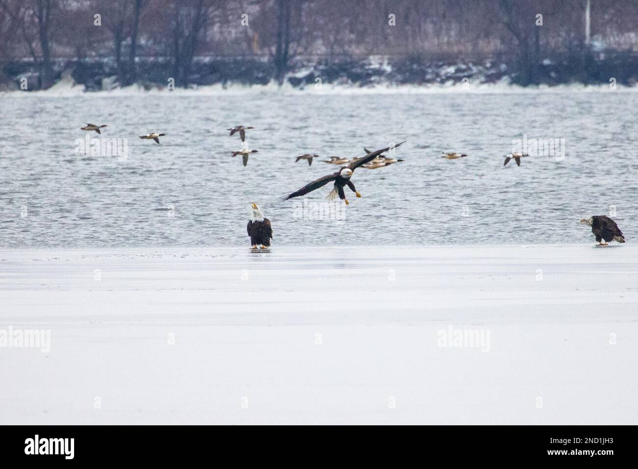 Trois aigles de mer près de la mer bleue Banque D'Images