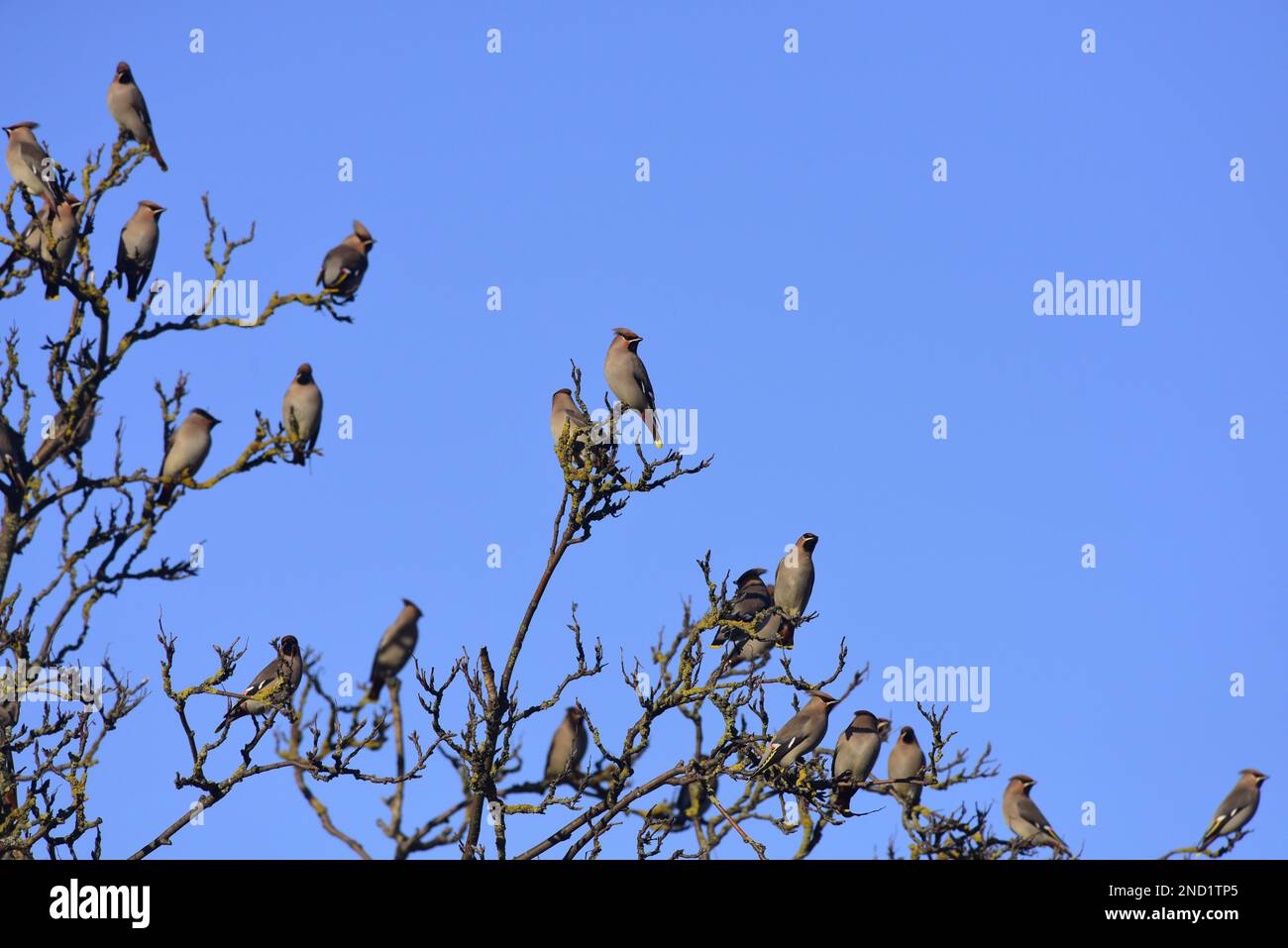 Waxwings Bombycilla garrulus dans un arbre Banque D'Images