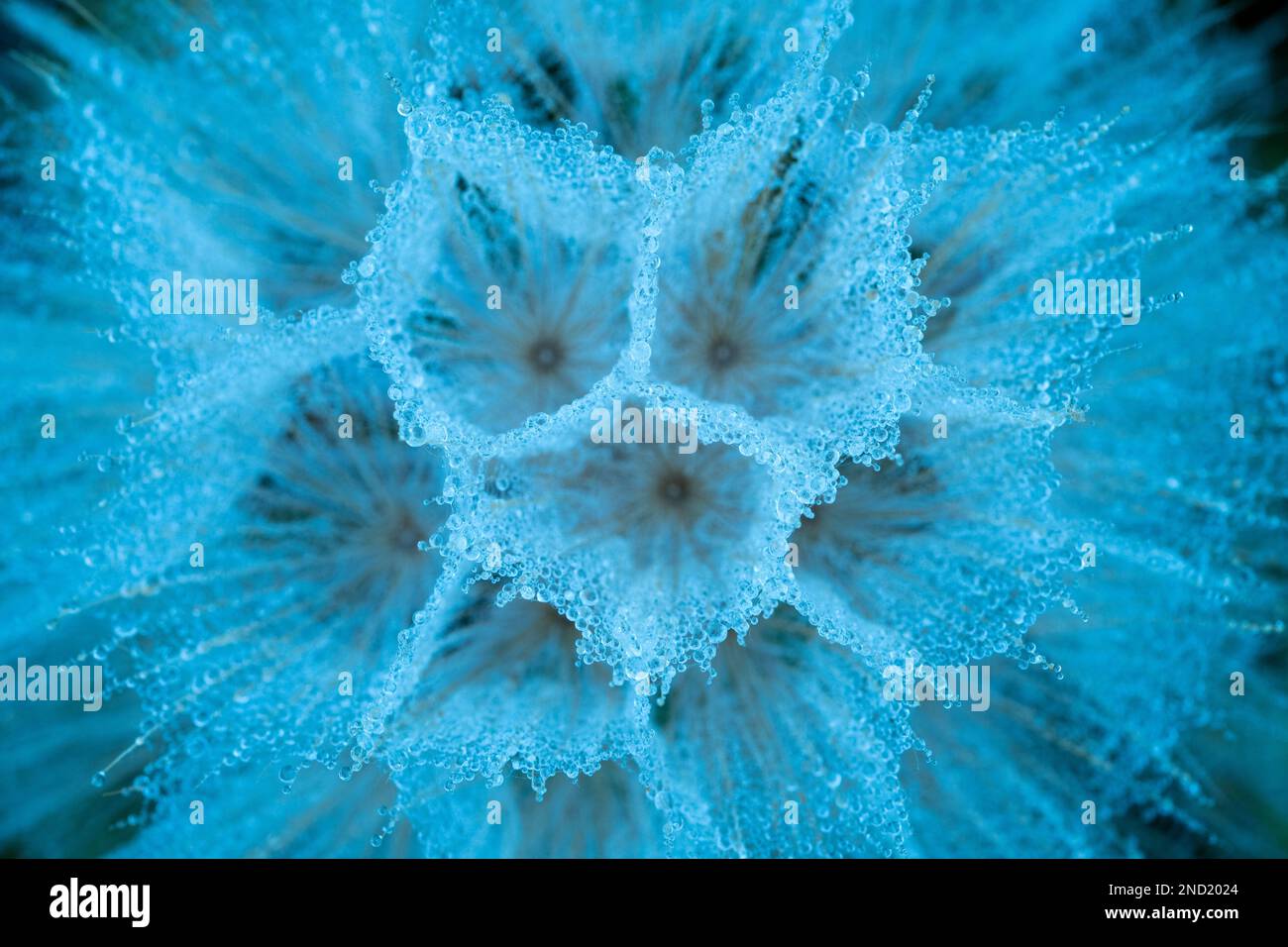Photo macro du pappus bleu détaillé des graines de fleurs de pissenlit dans un environnement naturel Banque D'Images