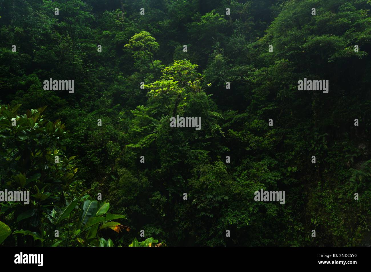Vue de drone sur les arbres verts poussant dans la forêt pluvieuse le jour sombre au Costa Rica Banque D'Images