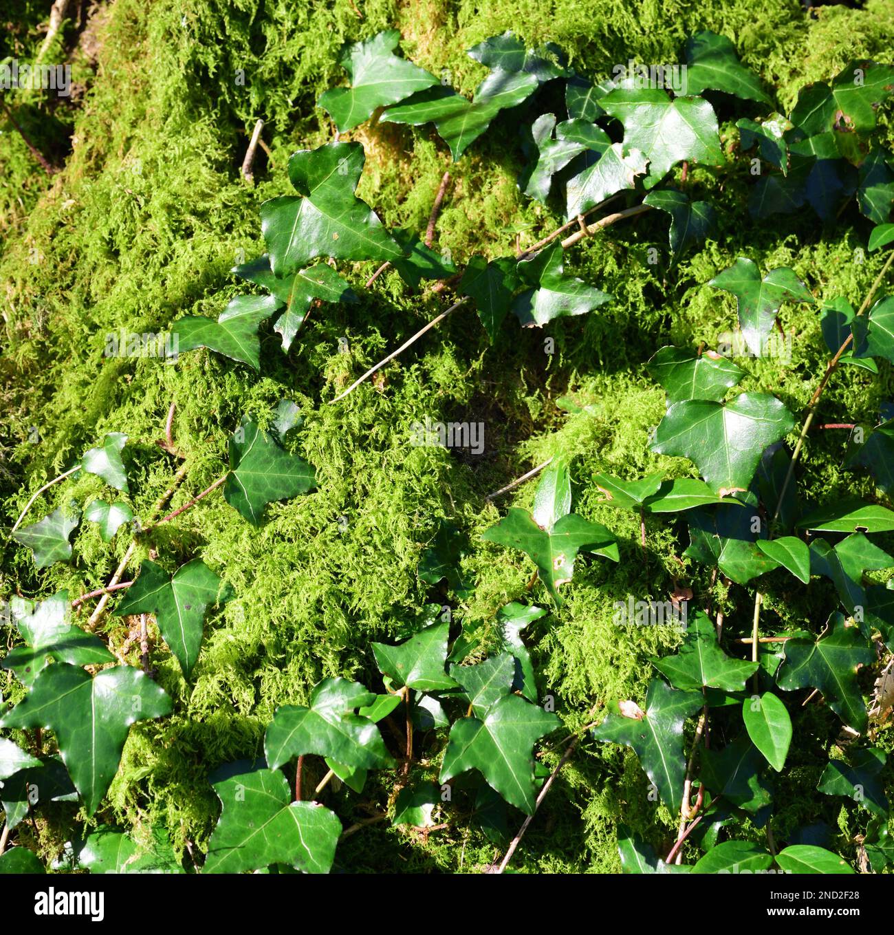 Ivy poussant sur un tronc d'arbre recouvert de mousse. Banque D'Images