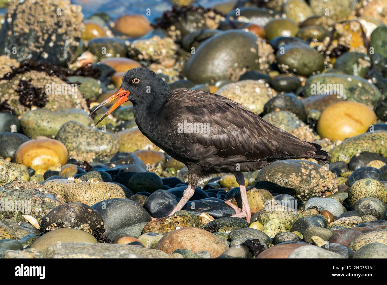 Huistercapcher noir, Hematopus bachmani, adulte unique marchant sur la plage, île de Vancouver, Canada Banque D'Images