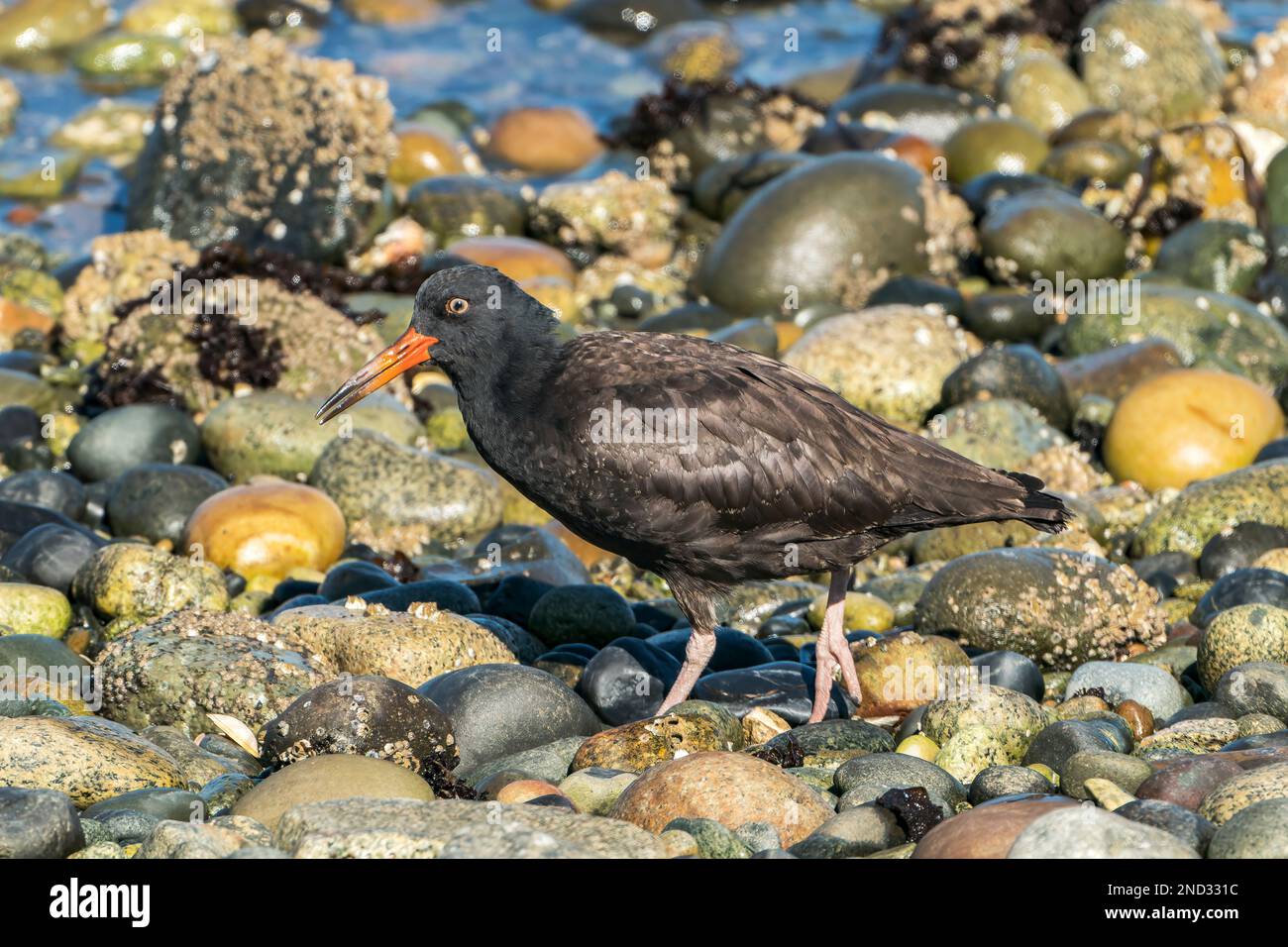 Huistercapcher noir, Hematopus bachmani, adulte unique marchant sur la plage, île de Vancouver, Canada Banque D'Images