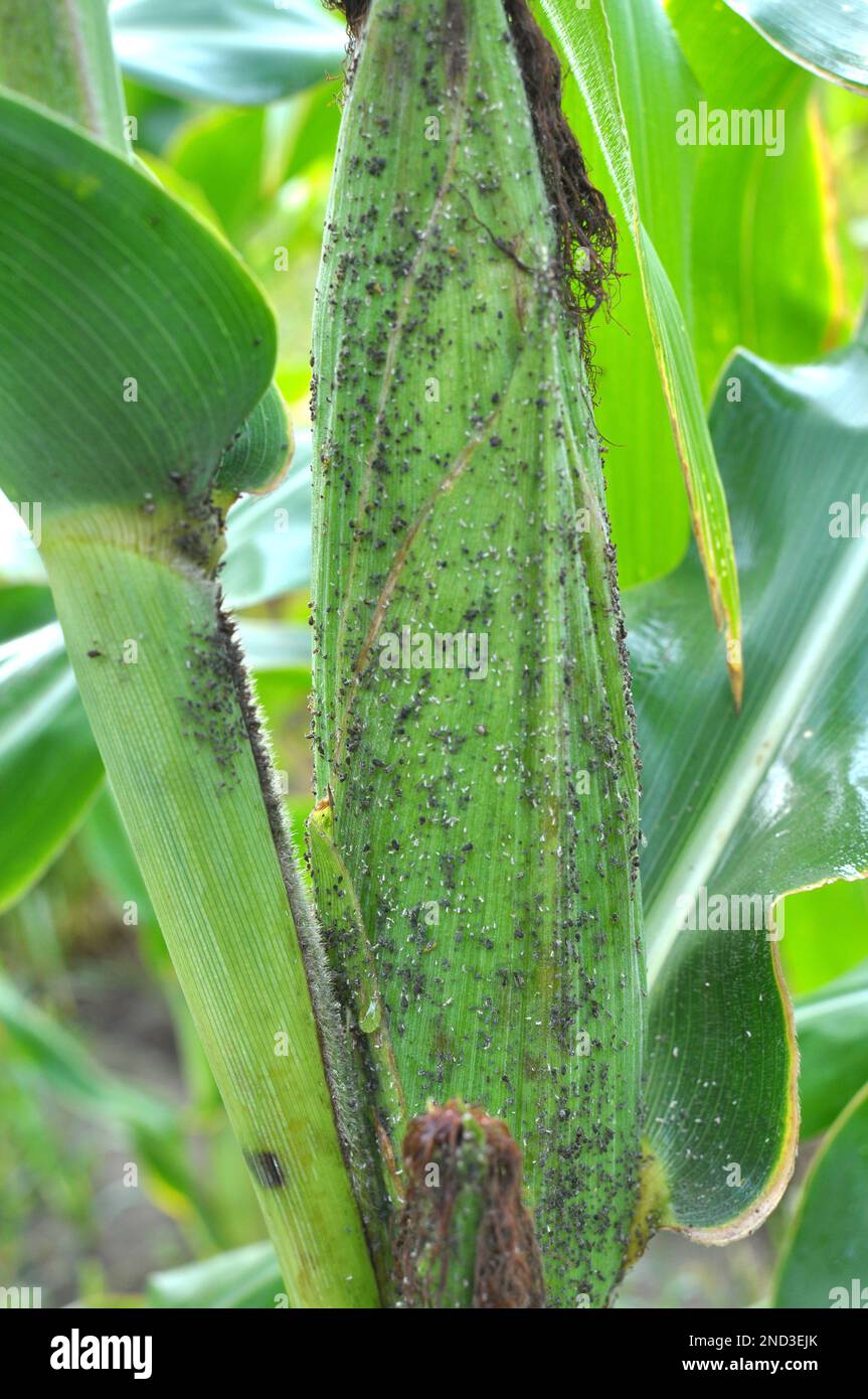 Les pucerons sont un ravageur qui suce les épis de maïs Banque D'Images