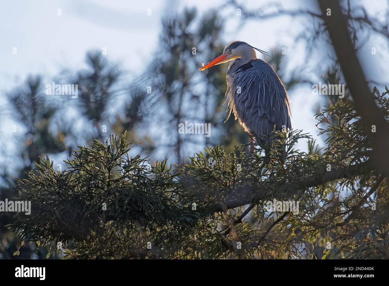 Un héron gris (Ardea cinerea) sur sa branche dans le parc de la ville de Lyon Banque D'Images