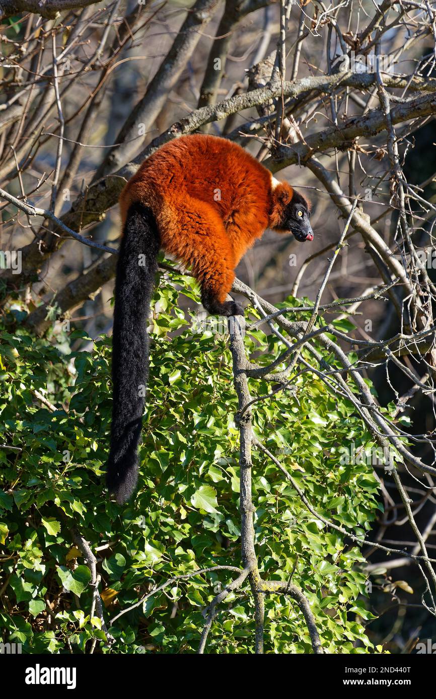 Un lémurien rouge se rencontre sur un arbre du parc de la ville de Lyon Banque D'Images