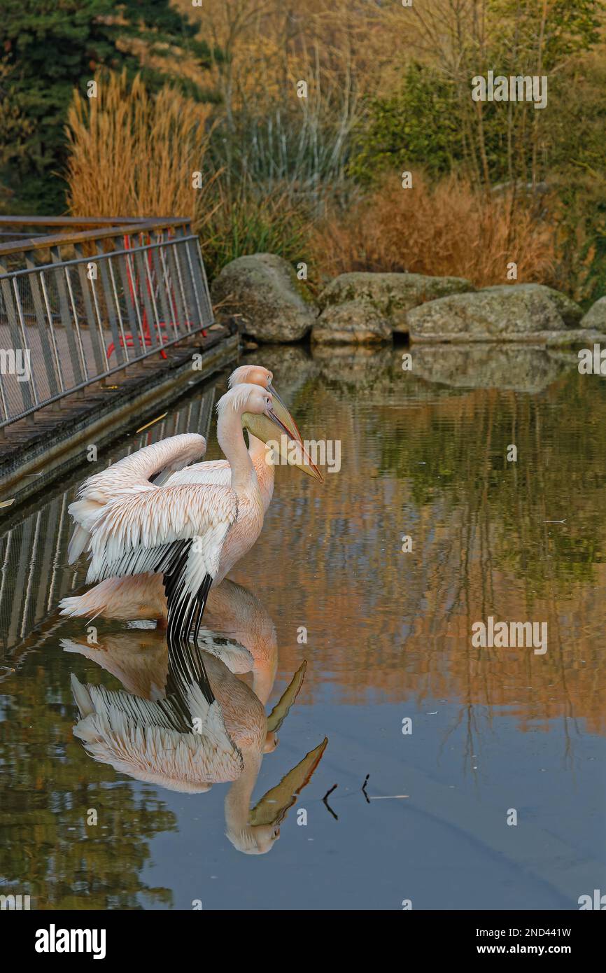 Pélicans et leur réflexion sur l'étang du parc de la ville de Lyon Banque D'Images