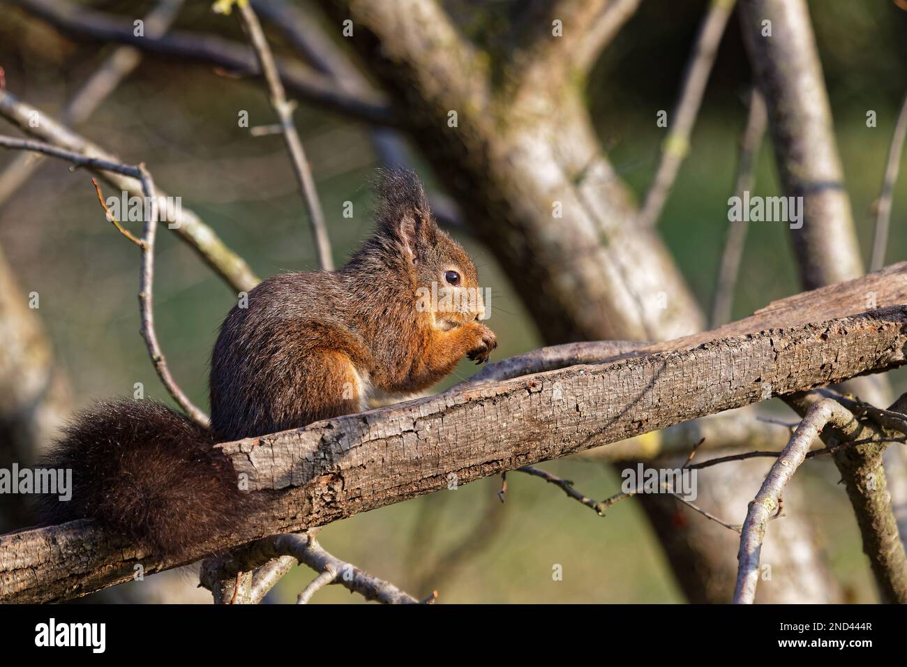 Les écureuils roux sont parmi les petits animaux vivant dans le parc de la ville de Lyon Banque D'Images