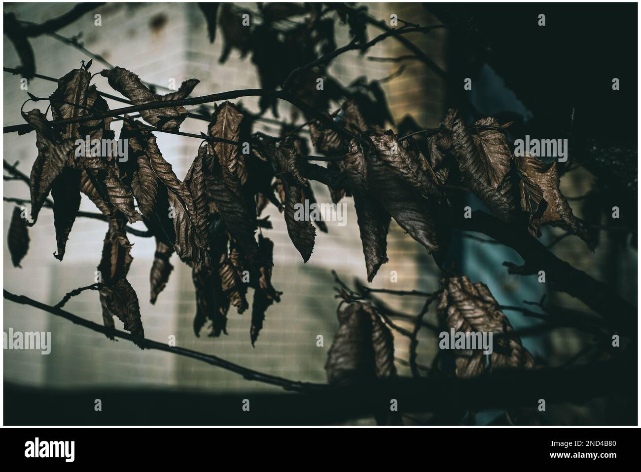 L'hiver Banque D'Images