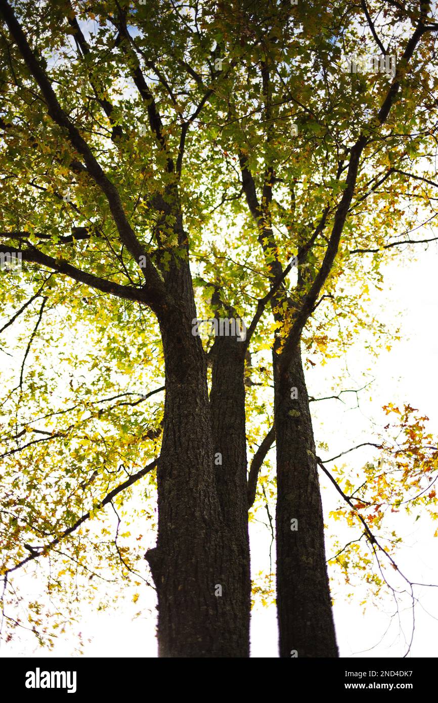 Un cliché vertical des branches de l'arbre contre l'arrière-plan du ciel. Banque D'Images Un cliché vertical des branches de l'arbre contre l'arrière-plan du ciel. Banque D'Images