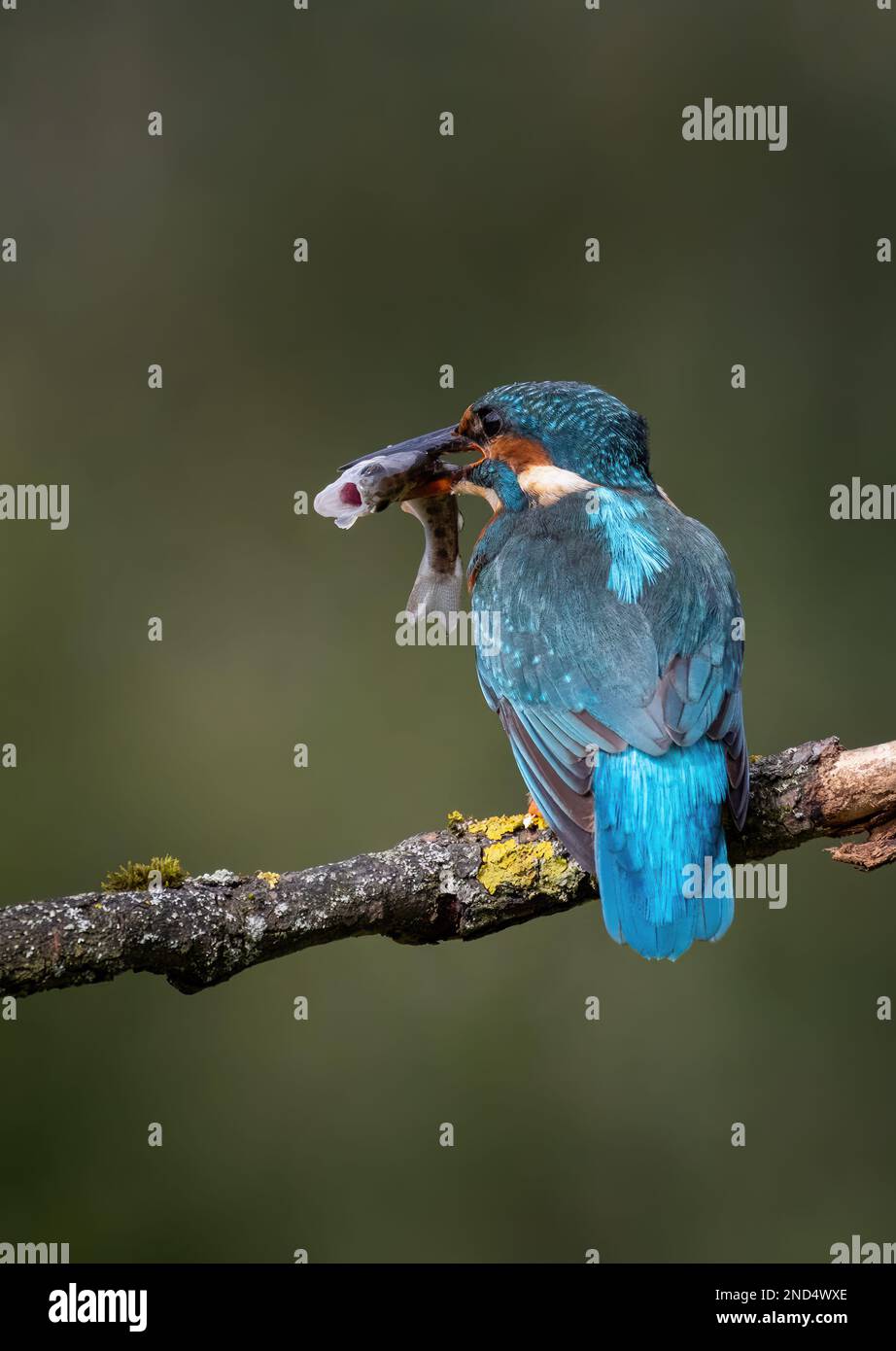 Kingfisher Alcedo atthis Banque D'Images