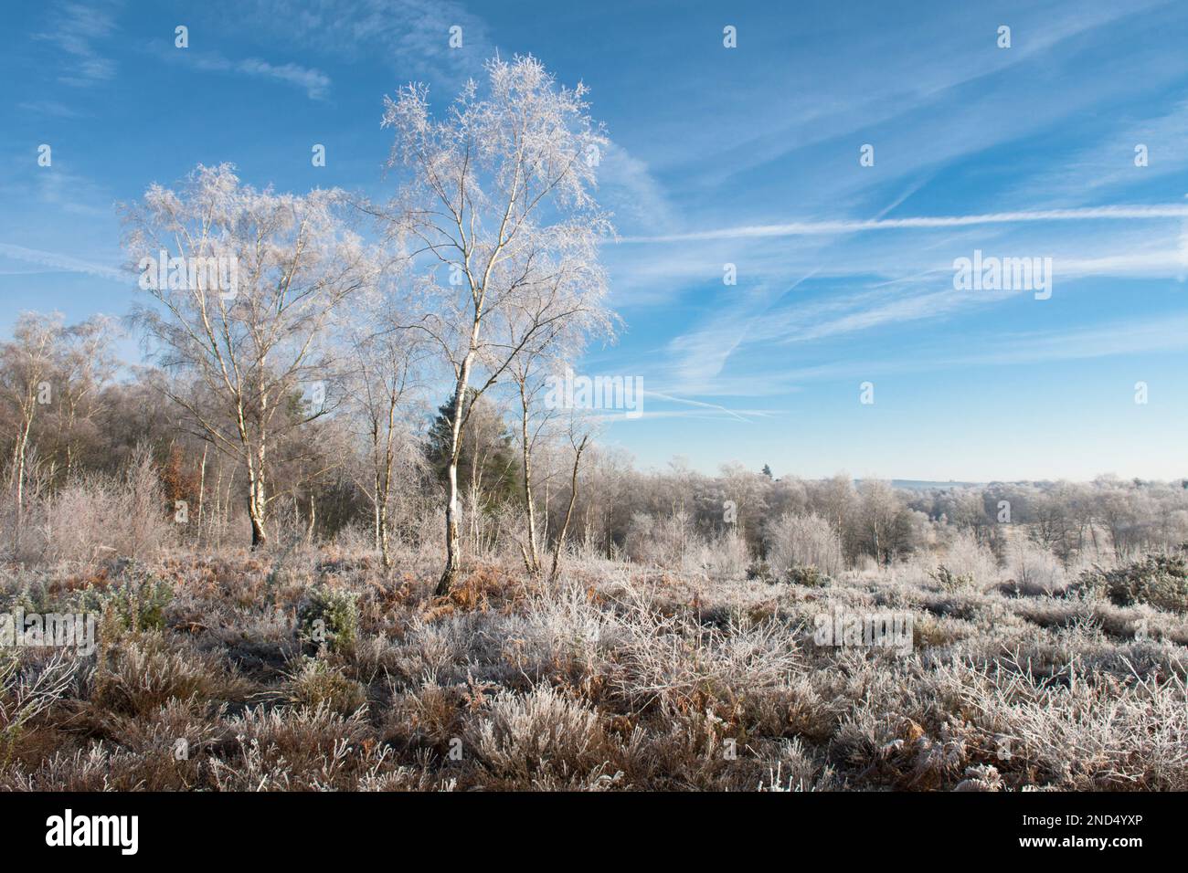 Vue sur le givre, le givre, Iping Common, Sussex, Royaume-Uni, Janvier, paysage, bouleau argenté, betula pendula. Chiné. Santé des basses terres Banque D'Images