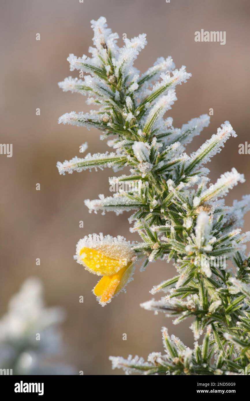 Givre, givre sur la fleur de la Gorse commune, Ulex europaeus, Stedham et Iping Commons, Sussex, Royaume-Uni. Janvier Banque D'Images
