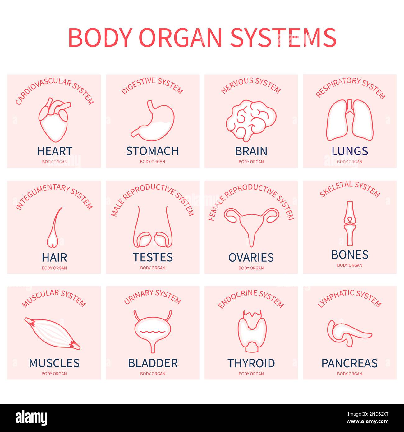 Ensemble d'icônes de pictogrammes des systèmes d'organes du corps humain Illustration de Vecteur