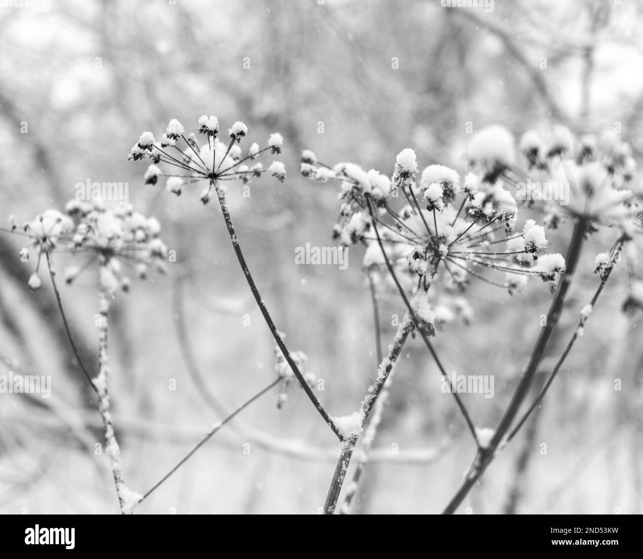 Photographie en noir et blanc herbe sèche unique dans la forêt avec couché sur elle couverte en blanc sur toile de fond d'arbres. Banque D'Images