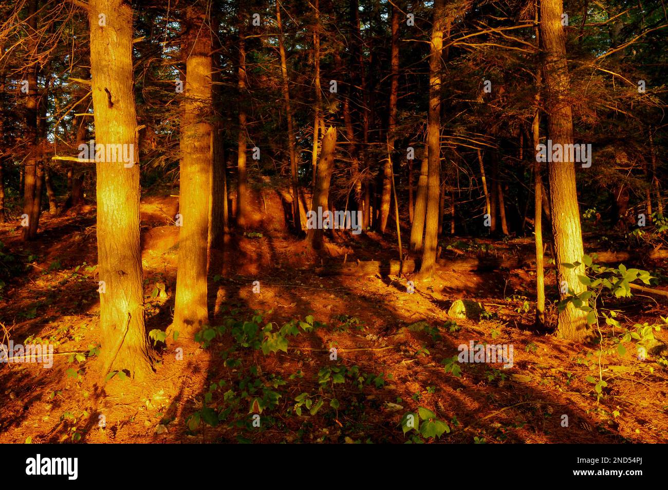 Lumière du matin dans la région de Rock Pond, dans la région sauvage du lac Pharoah, dans les montagnes Adirondack, dans l'État de New york Banque D'Images
