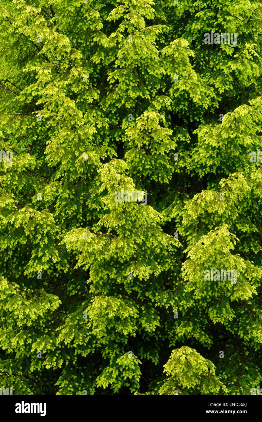 Pruche de l'est, Tsuga Canadadensis, dans les montagnes Adirondack, dans l'État de New York Banque D'Images