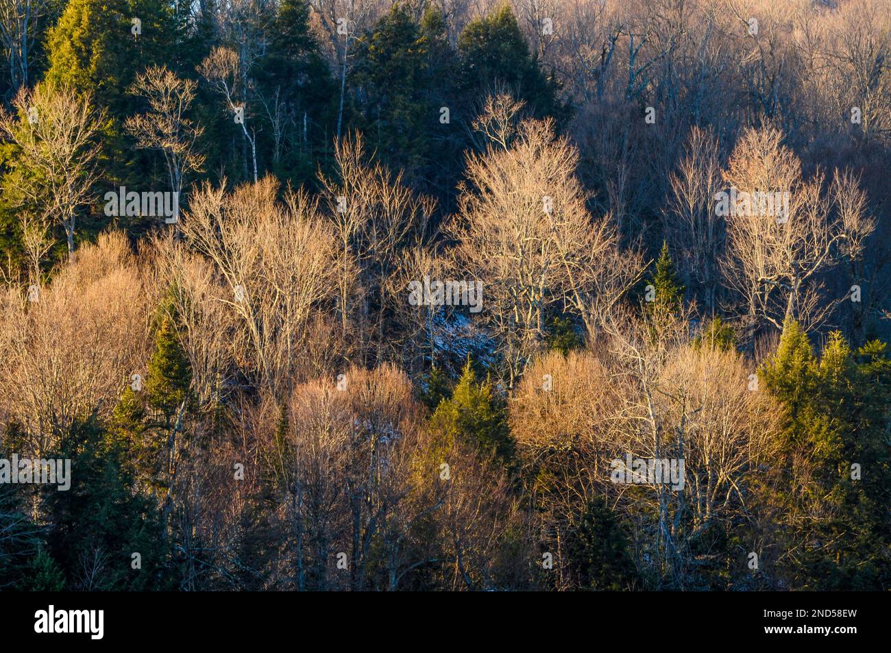 Lumière du soir sur une forêt de feuillus près de Connery Pond dans les montagnes Adirondack de l'État de New York Banque D'Images