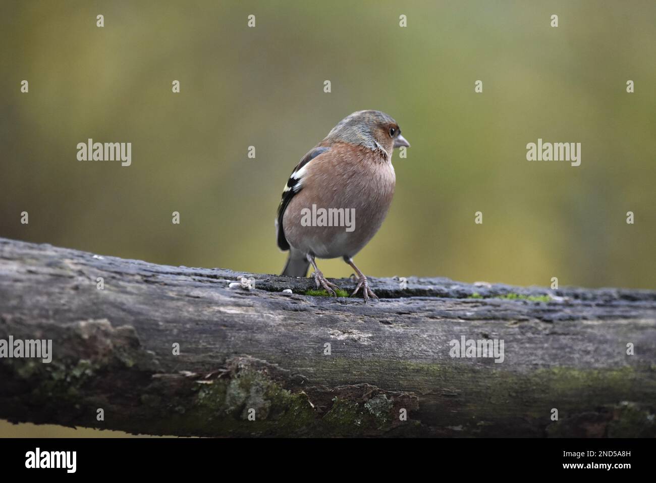Image en gros plan d'un chaffin commun mâle (Fringilla coelebs) avec la tête tournée vers la droite, perché sur un arbre horizontal Log contre le bokeh vert Banque D'Images