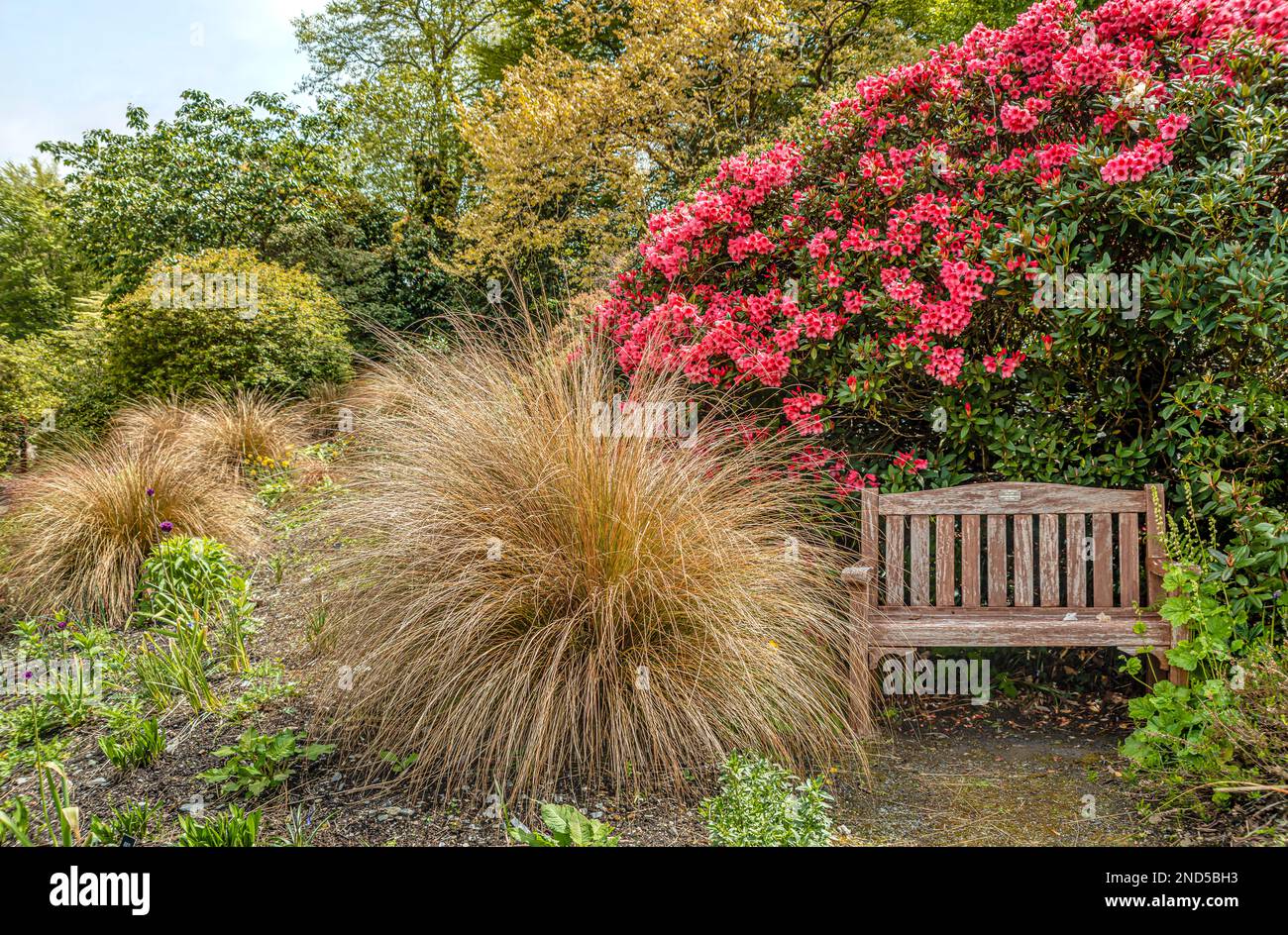 Banc de parc abrité devant un Bush d'Azalea rose à la 'The Garden House', Yelverton, Devon, Angleterre Banque D'Images