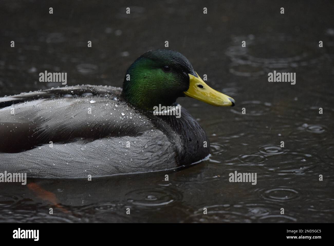 Canard Le Colvert - Image gratuite sur