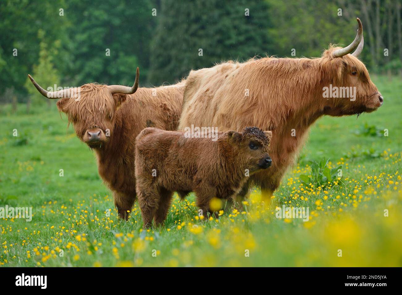 Highland Cow (Bos taurus) vache femelle avec veau dans le pré d'été, Berwickshire, Scottish Borders, Écosse, mai 2014 Banque D'Images