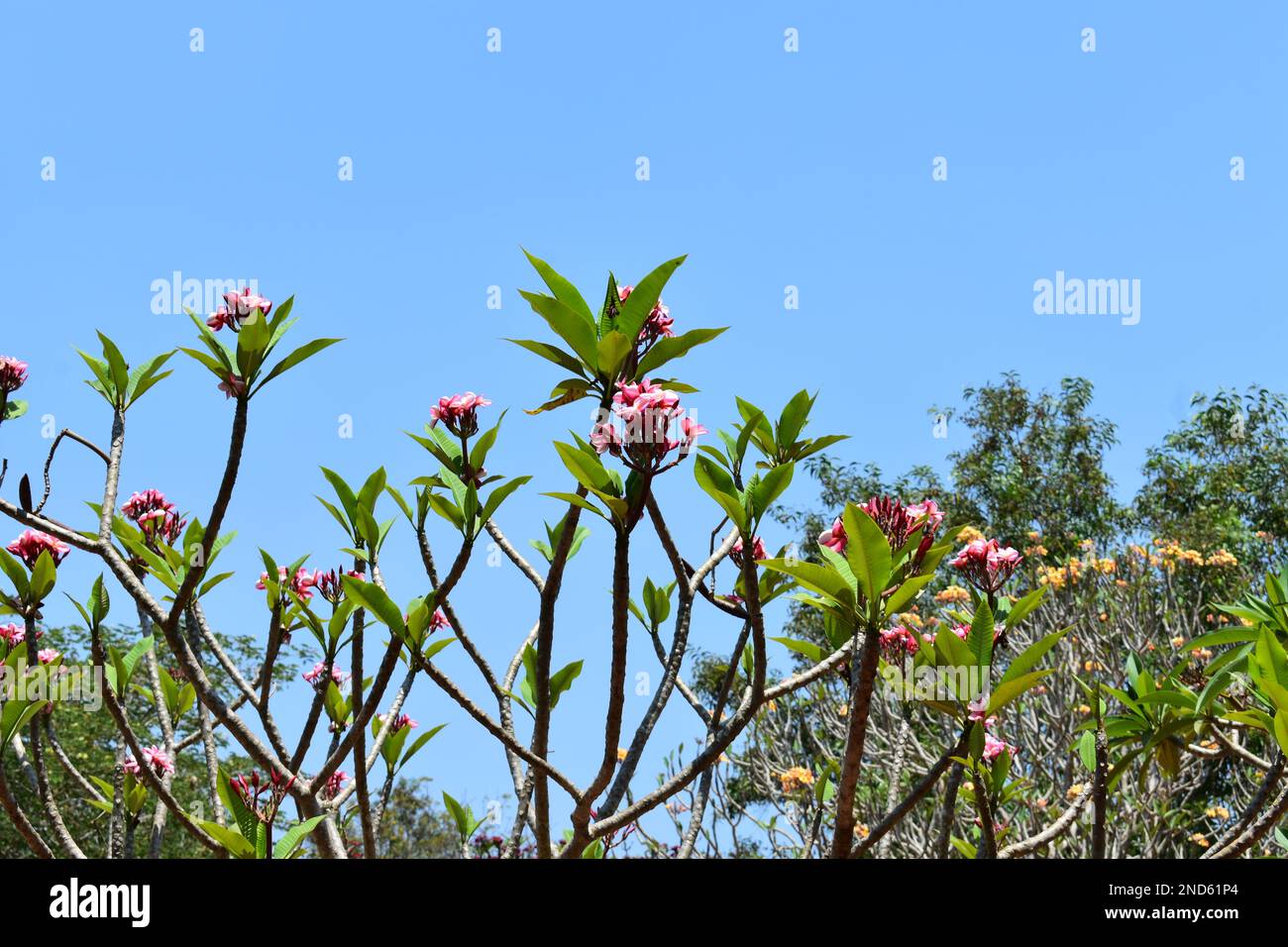 Plumeria rubra est une espèce de plantes à feuilles caduques appartenant au genre Plumeria Banque D'Images