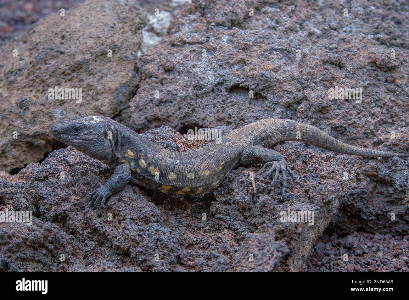 Gallotia simonyi, El Hierro Giant Lizard, Lagarto Gigante de El Hierro, Hierro-Rieseneidechse Banque D'Images