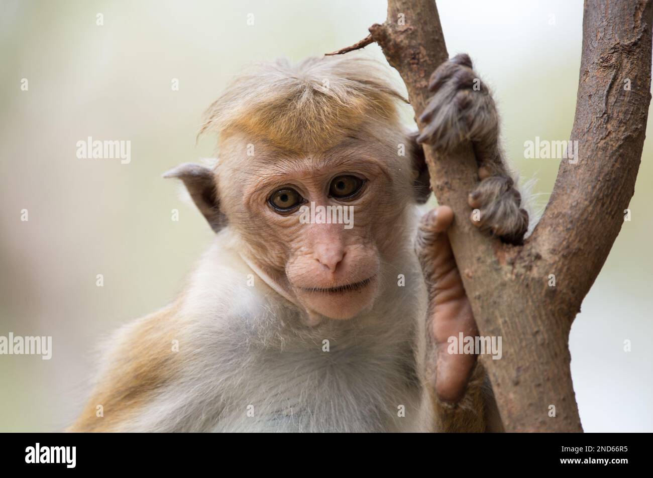 Singe dans la forêt. (Macaca fascicularis) Banque D'Images