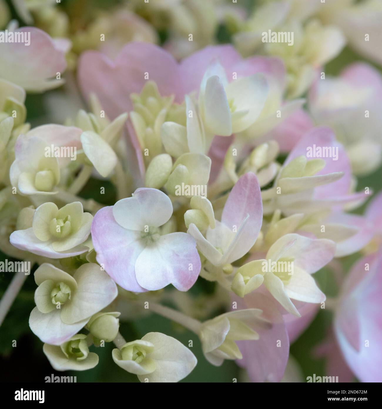 Le buisson d'hortensia rose grandit dans un jardin de chalet d'été dans le nord du Michigan Banque D'Images