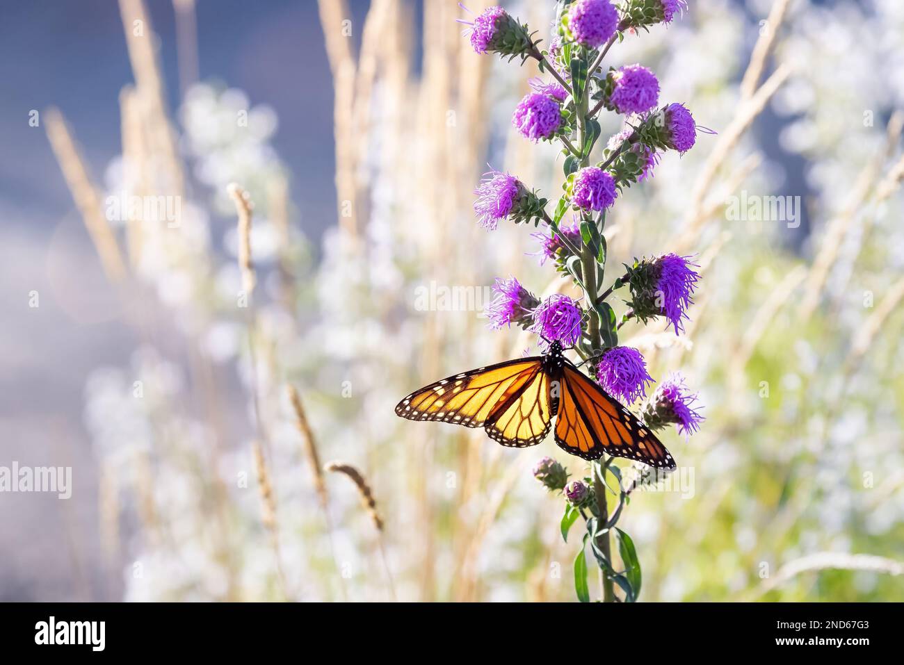 Papillon monarque sur Meadow Blazing Star au soleil dans le nord du Michigan Banque D'Images