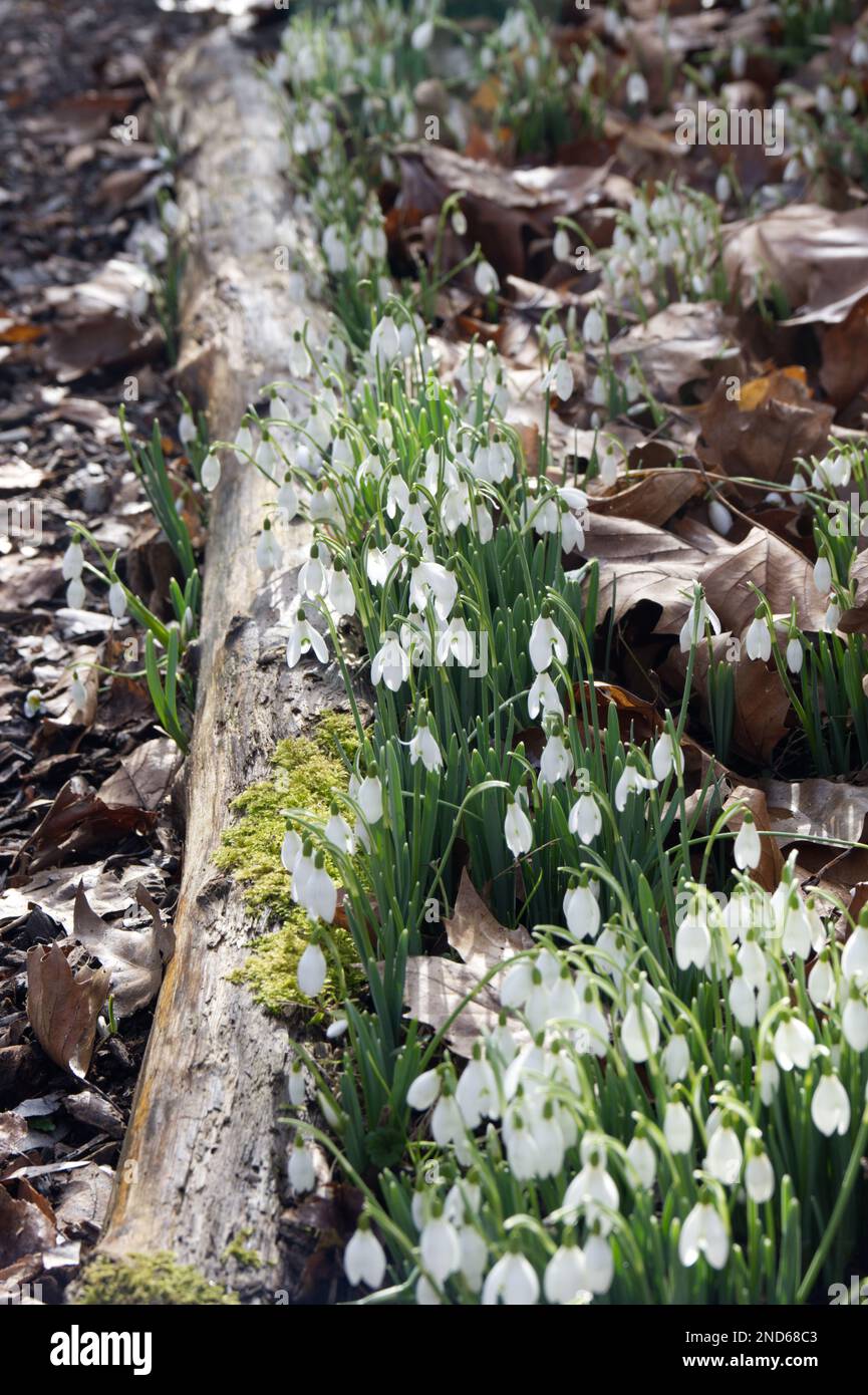 Fleurs blanches d'hiver de neige, galanthus nivalis croissant par tronc — free download