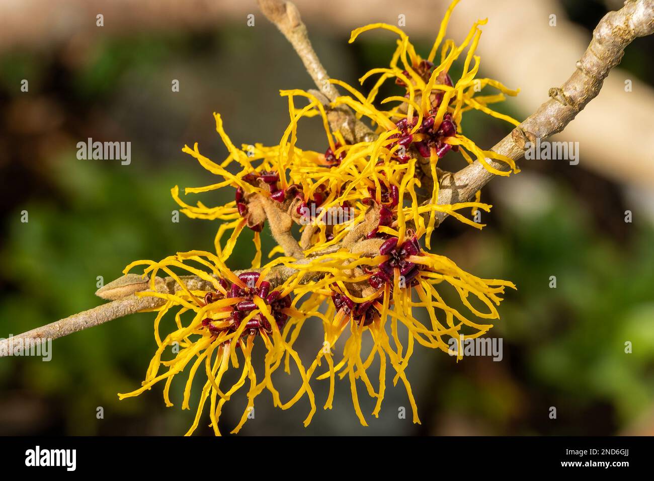 Hamamelis mollis (noisette sorcière) plante arbustive d'arbre à fleurs de printemps d'hiver qui a une fleur jaune de printemps très odorante et sans feuilles lorsqu'elle est en bl Banque D'Images