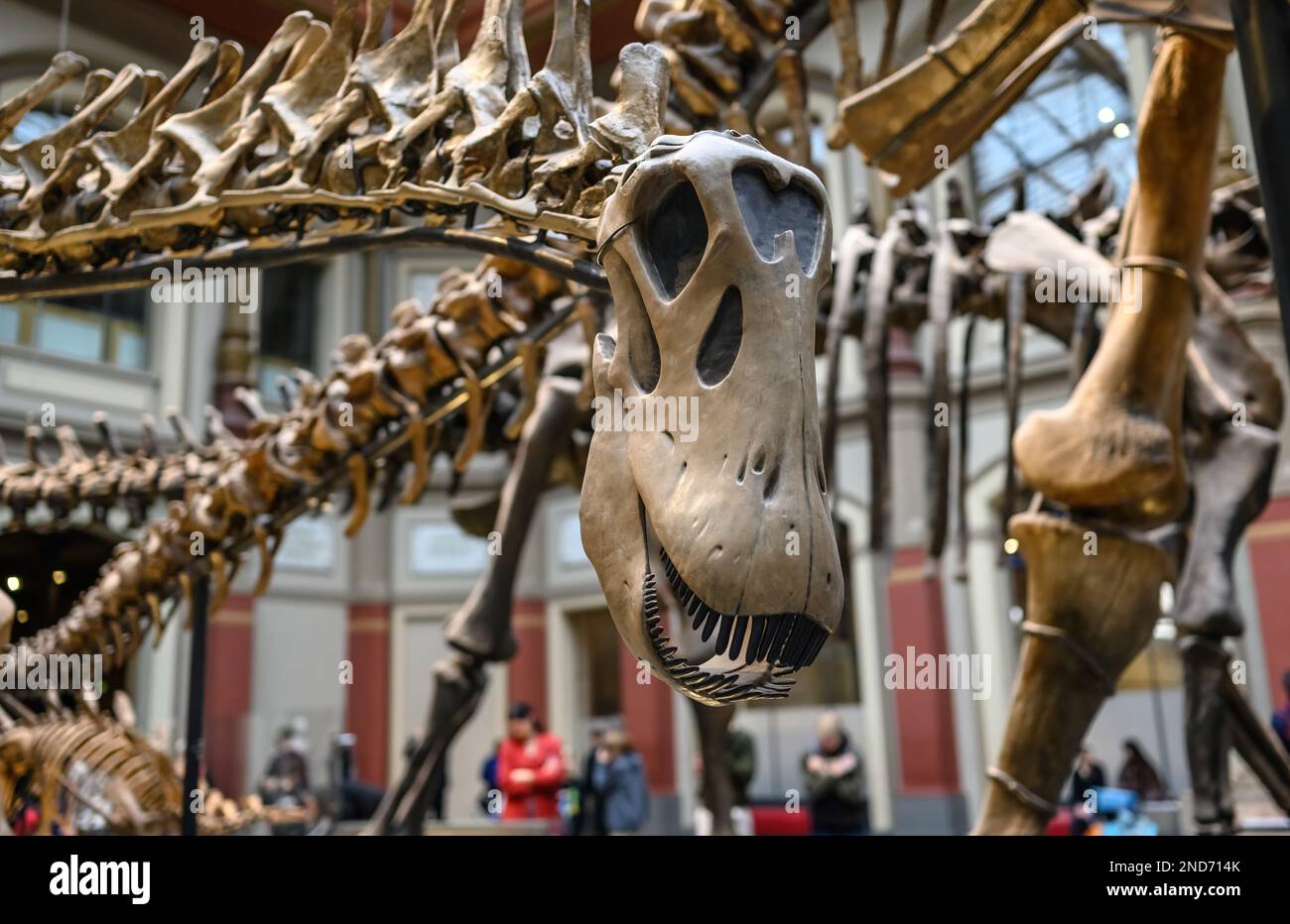 Exposition sur les os préhistoriques sur les dinosaures. Banque D'Images