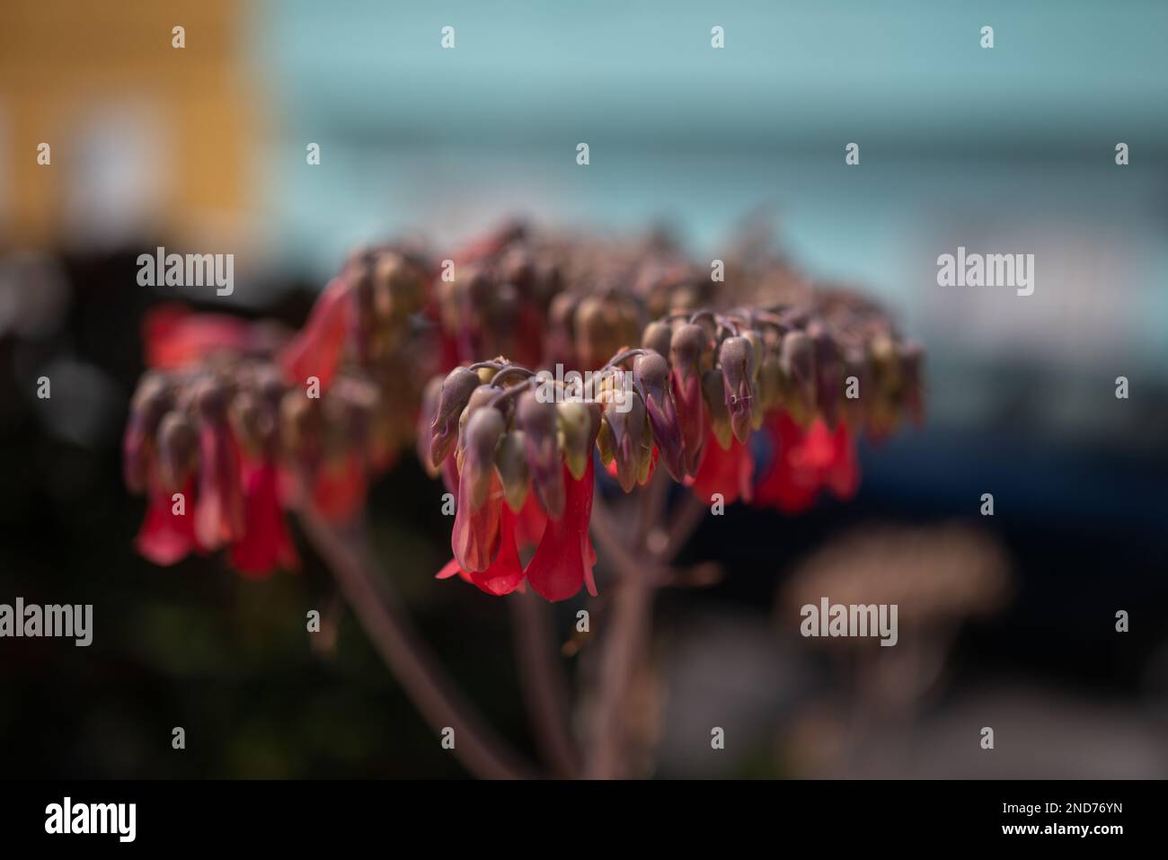 Fleurs de Pinky-orange de mère-de-millons ou kalanchoe daigremontiana Banque D'Images