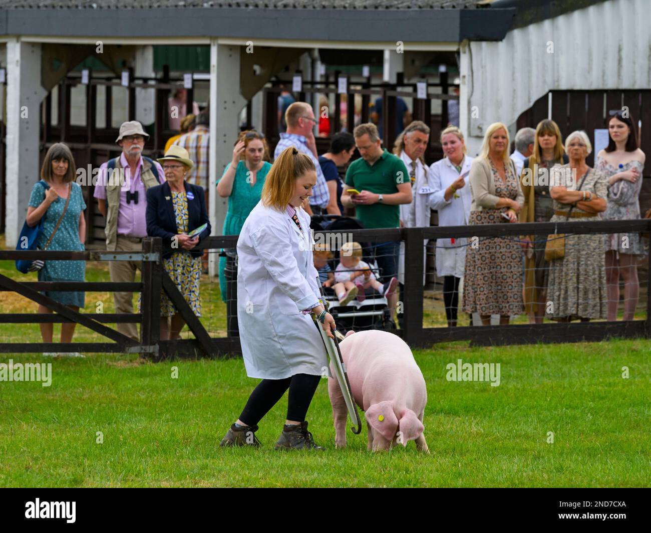 Pedigree blanc de race pure cochon gallois (sanglier) et marche de manutentionnaire dans le showring (observation des gens) - Great Yorkshire Agricultural Show, Harrogate, Angleterre Royaume-Uni. Banque D'Images