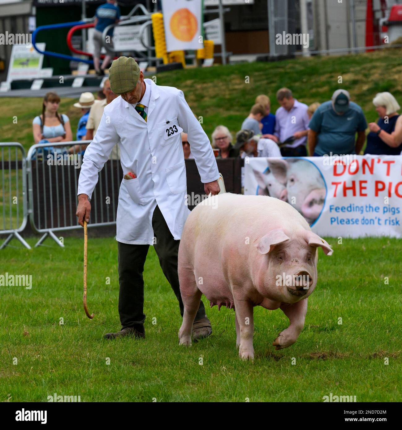 Pedigree pur-race cochon gallois (sanglier) et promenade de manutentionnaire dans le showring (observation des gens) - Great Yorkshire Agricultural Show 2022, Harrogate, Angleterre, Royaume-Uni. Banque D'Images