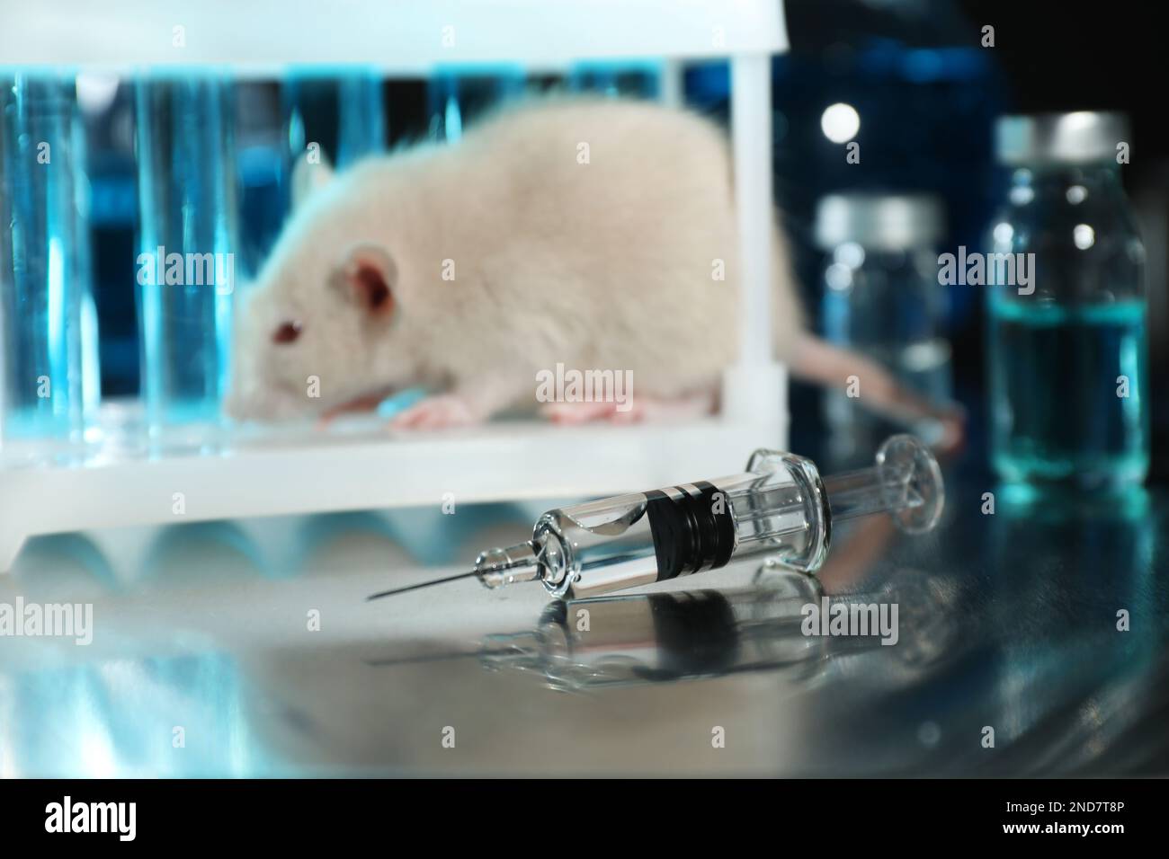 Rat en laboratoire chimique, se concentrer sur la seringue. Tests sur des animaux Banque D'Images