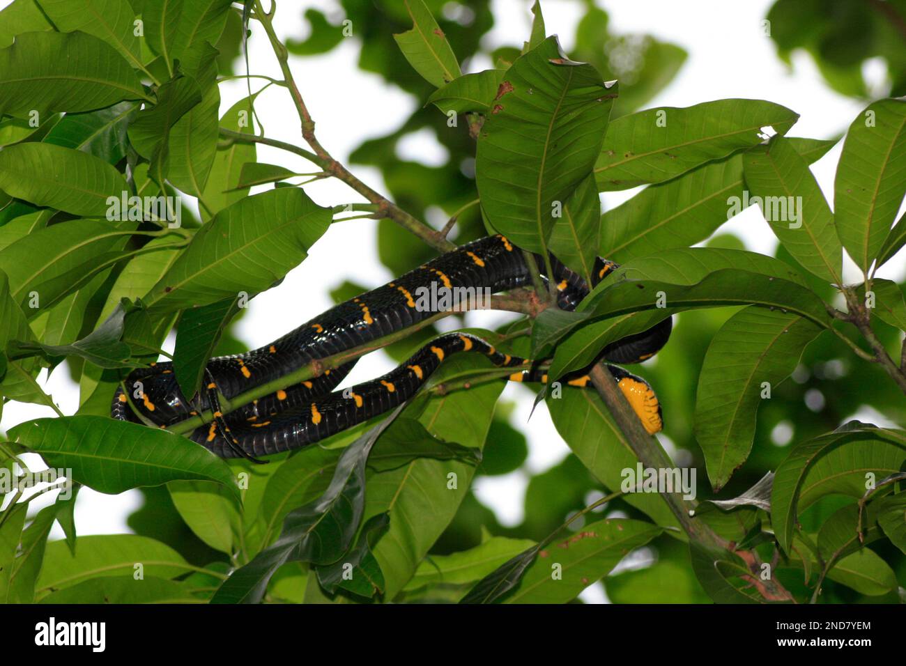 La boïga dendrophila (également connue sous le nom de serpent de mangrove ou serpent de chat à anneaux dorés) est une espèce de serpents de la famille des Colubridae considérés comme légèrement venimeux. Banque D'Images