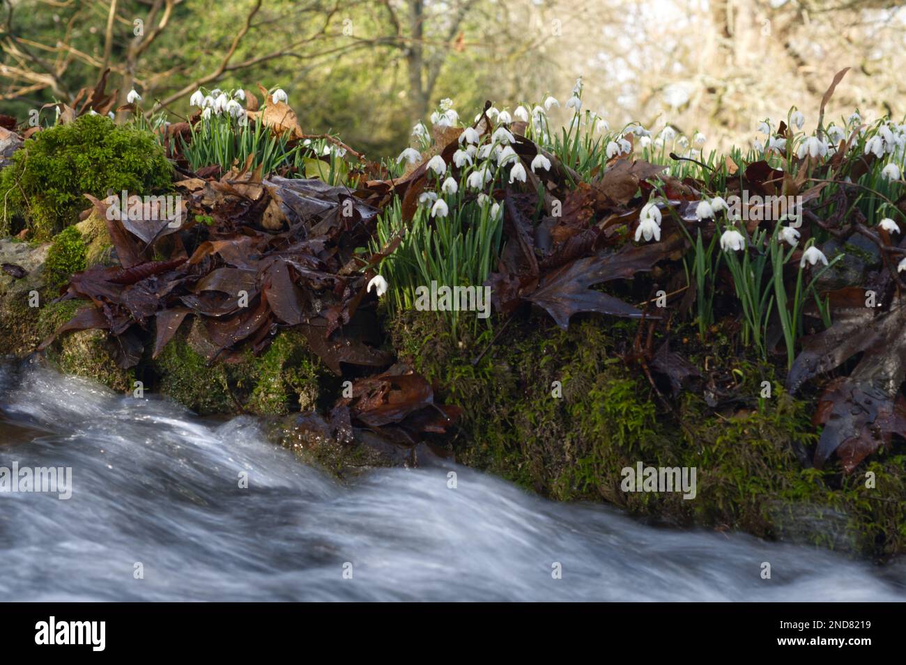 Une banque de gouttes d'eau à fleurs d'hiver, galanthus nivalis, à côté d'un ruisseau rapide dans un jardin boisé du Royaume-Uni février Banque D'Images