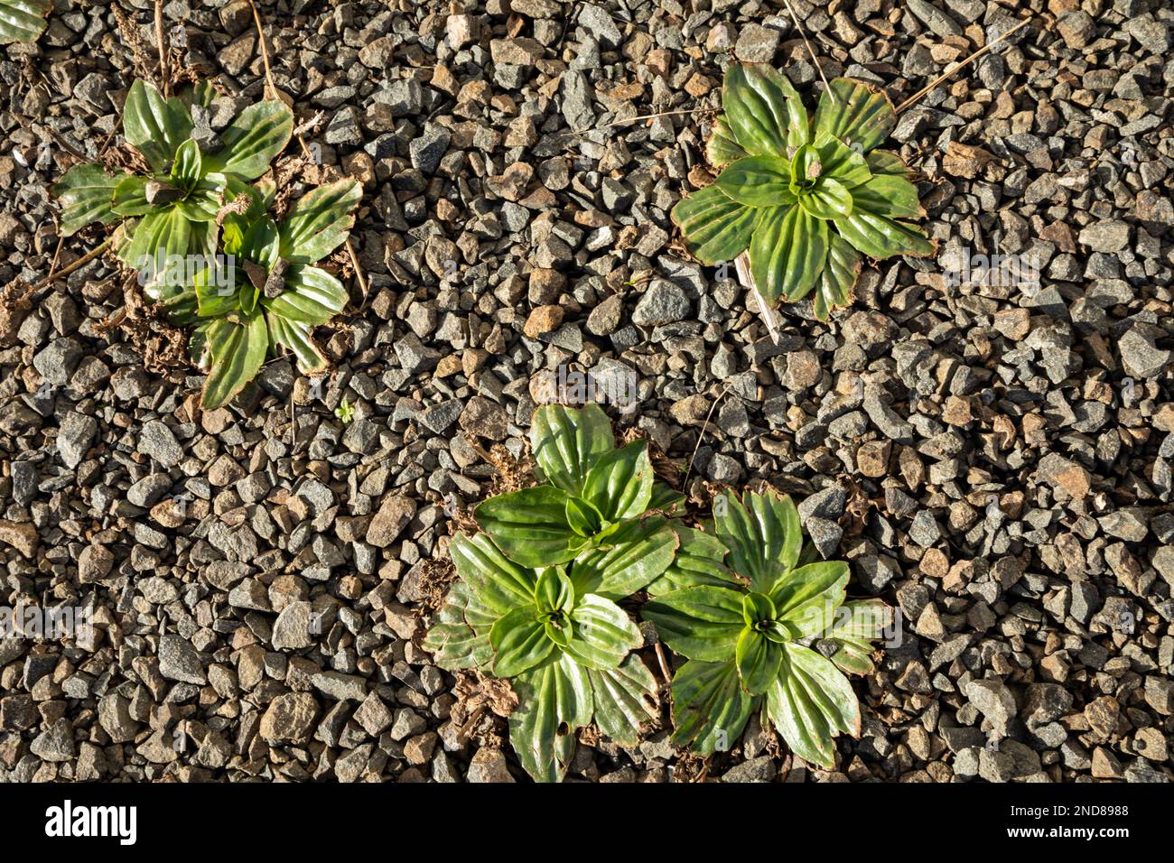 WA23018-00...WASHINGTON - des plantes de Hardy qui sortent des rochers et qui marchaient souvent au phare de North Head dans le parc national de Cape déception. Banque D'Images