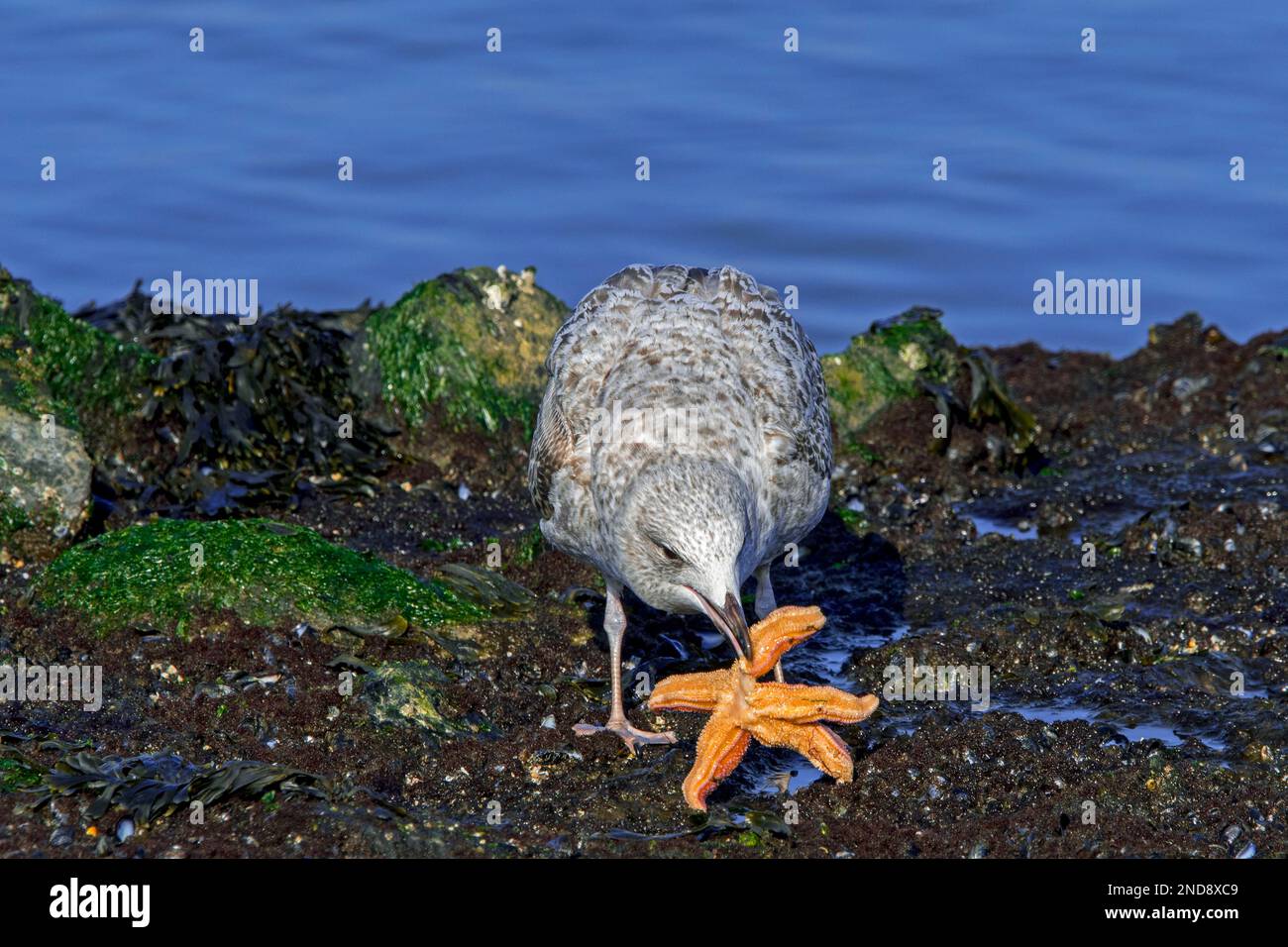 Goéland argenté européen (Larus argentatus) juvénile au premier plumage d'hiver mangeant l'étoile commune de mer le long de la côte de la mer du Nord Banque D'Images