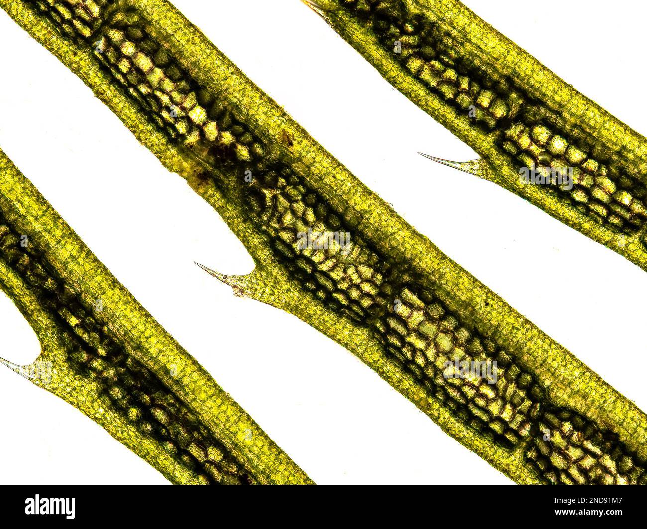 Plante aquatique (plante Hornwort - Ceratophyllum demersum) sous le microscope montrant les chloroplastes, les parois cellulaires et les poils - microscope optique x100 magn Banque D'Images