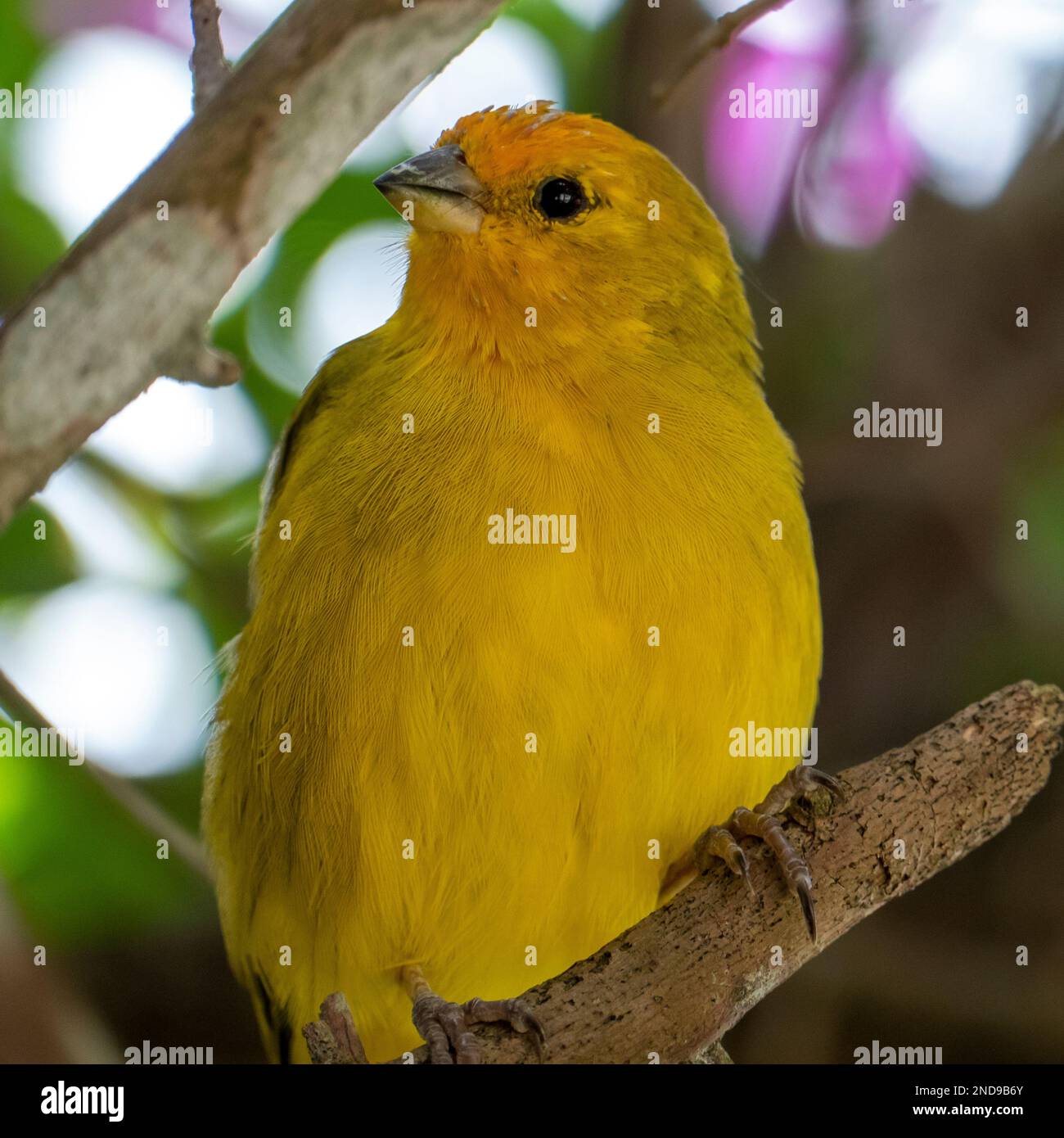 Canari atlantique, un petit oiseau sauvage brésilien. Le Crithagra flaviventris jaune canari est un petit oiseau de passereau de la famille finch. Banque D'Images
