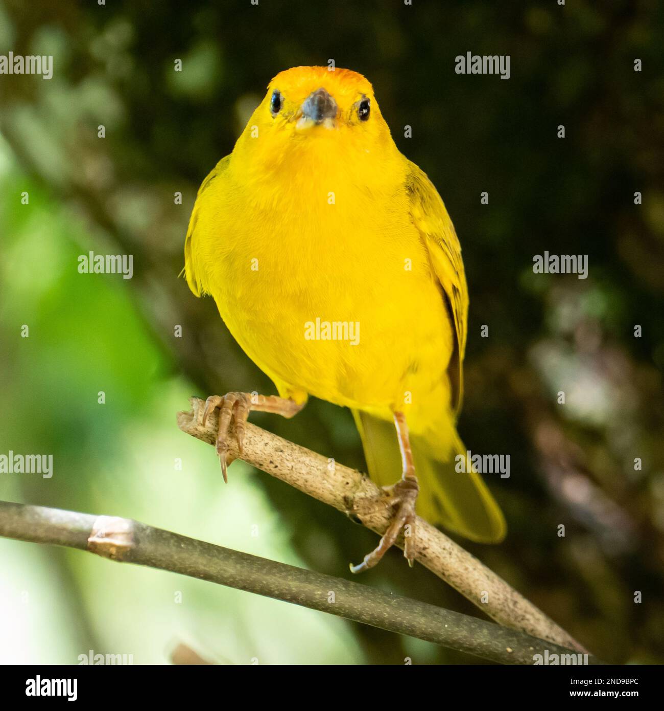 Canari atlantique, un petit oiseau sauvage brésilien. Le Crithagra flaviventris jaune canari est un petit oiseau de passereau de la famille finch. Banque D'Images