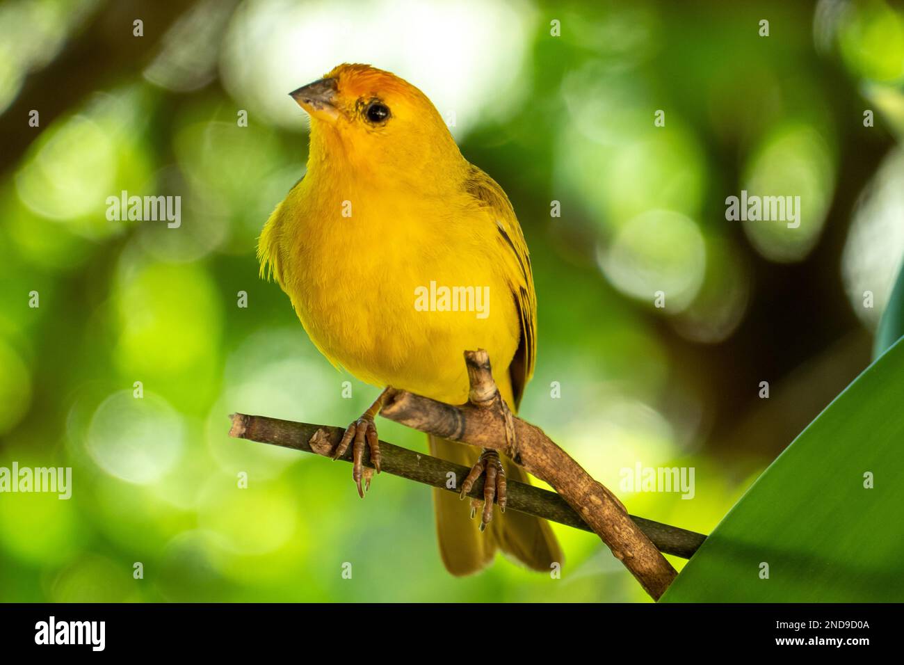 Canari atlantique, un petit oiseau sauvage brésilien. Le Crithagra flaviventris jaune canari est un petit oiseau de passereau de la famille finch. Banque D'Images