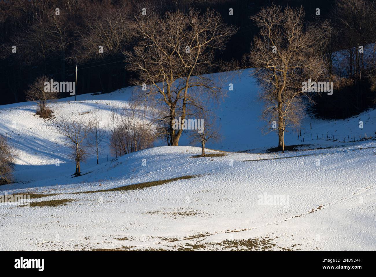 Forêt en hiver, paysage d'hiver avec des arbres et de la neige, trouver la paix dans la neige: Arbres pittoresques dans un flanc de colline du parc de Lessinia Banque D'Images