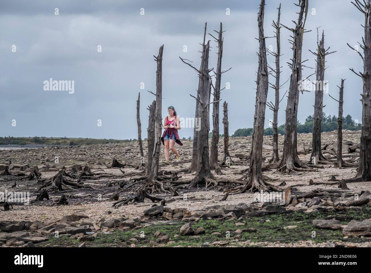 Une femme visiteur marchant parmi les restes d'un groupe d'arbres morts maintenant exposés par de graves conditions de sécheresse au réservoir du lac Colliford, sur Bo Banque D'Images